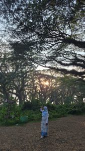 Hutan De Djawatan Banyuwangi: Menemukan Suasana Negeri Dongeng di Tengah Hutan Trembesi