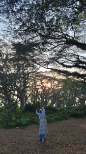 Hutan De Djawatan Banyuwangi: Menemukan Suasana Negeri Dongeng di Tengah Hutan Trembesi