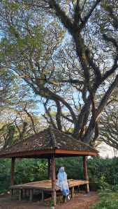 Hutan De Djawatan Banyuwangi: Menemukan Suasana Negeri Dongeng di Tengah Hutan Trembesi