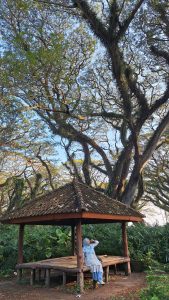 Hutan De Djawatan Banyuwangi: Menemukan Suasana Negeri Dongeng di Tengah Hutan Trembesi