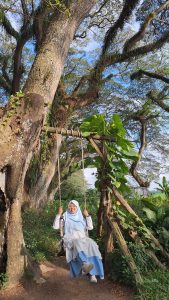 Hutan De Djawatan Banyuwangi: Menemukan Suasana Negeri Dongeng di Tengah Hutan Trembesi