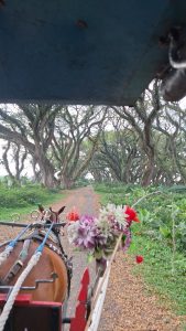 Hutan De Djawatan Banyuwangi: Menemukan Suasana Negeri Dongeng di Tengah Hutan Trembesi