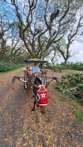 Hutan De Djawatan Banyuwangi: Menemukan Suasana Negeri Dongeng di Tengah Hutan Trembesi