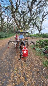 Hutan De Djawatan Banyuwangi: Menemukan Suasana Negeri Dongeng di Tengah Hutan Trembesi